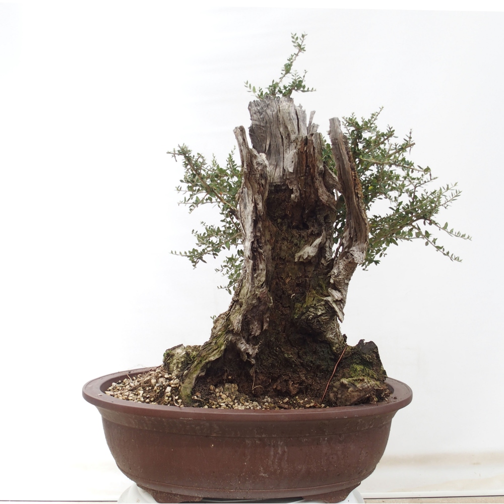 Zimmerbonsai - Olea europaea sylvestris