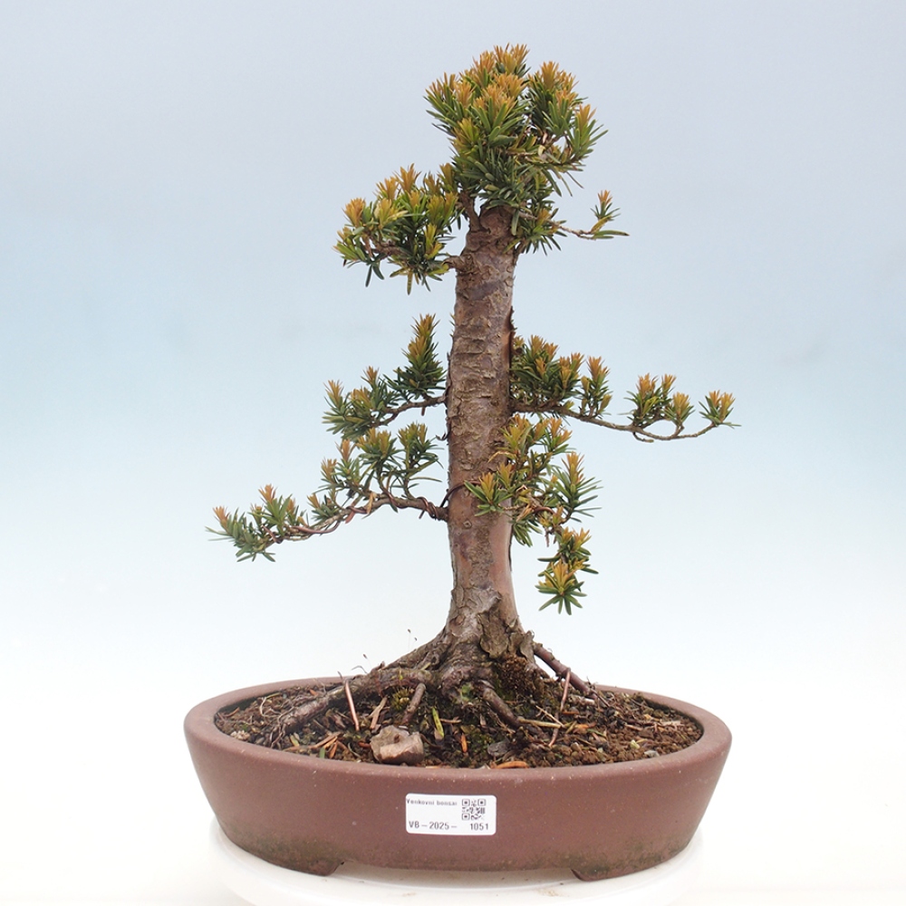 Bonsai für draußen - Taxus cuspidata - Japanische Eibe