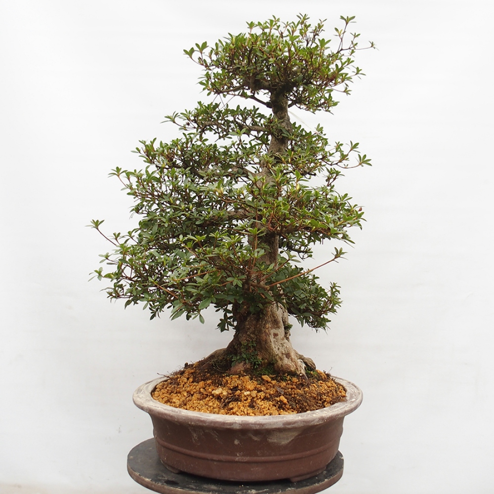 Bonsai für draußen - Japanische Azalee - Azalee Byakuren