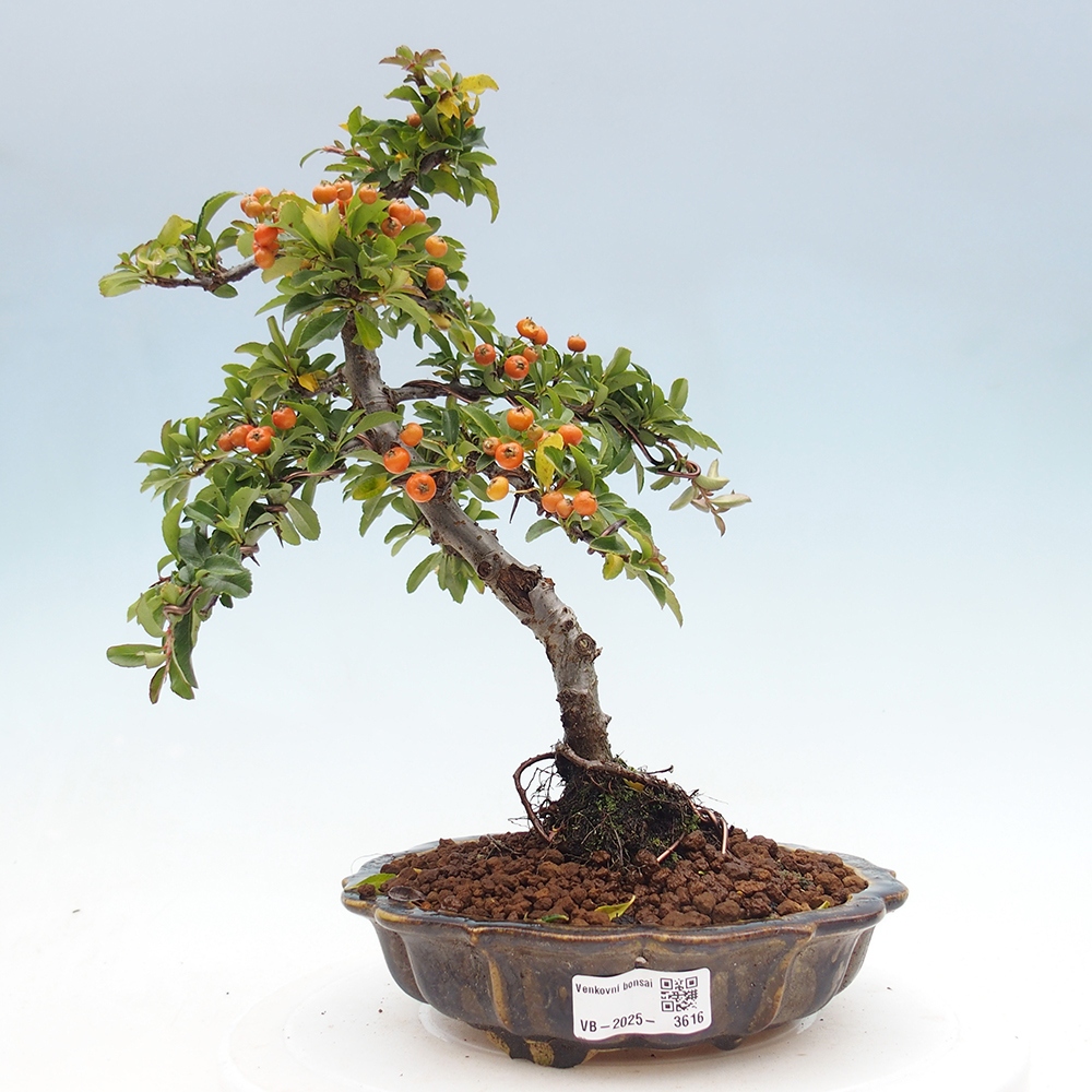 Freiland-Bonsai-Pyracantha Teton -Hlox