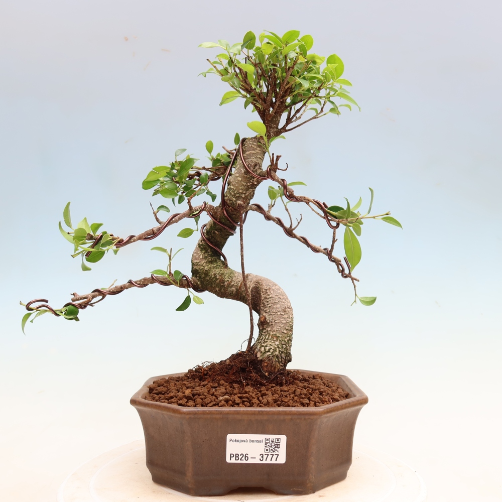 Zimmerbonsai - Ficus kimmen - Kleinblättriger Ficus