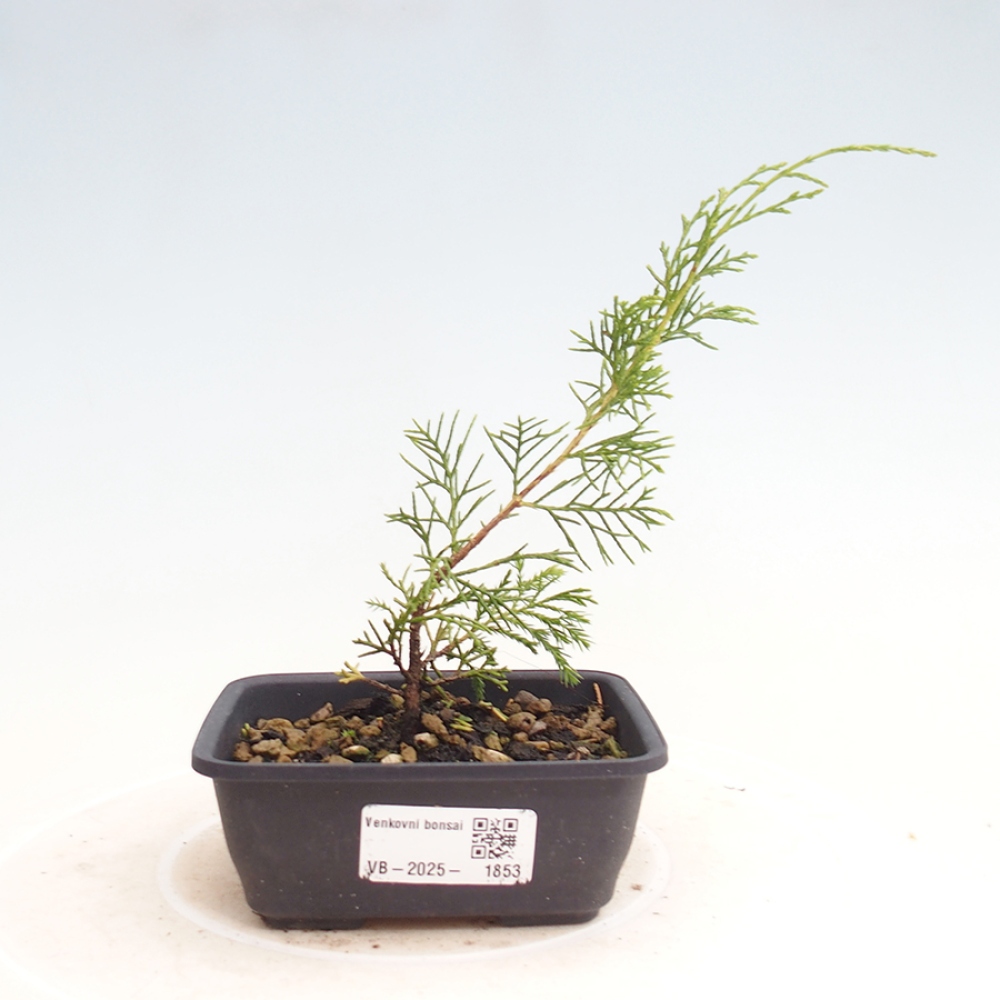 Bonsai für draußen - Juniperus chinensis Itoigawa