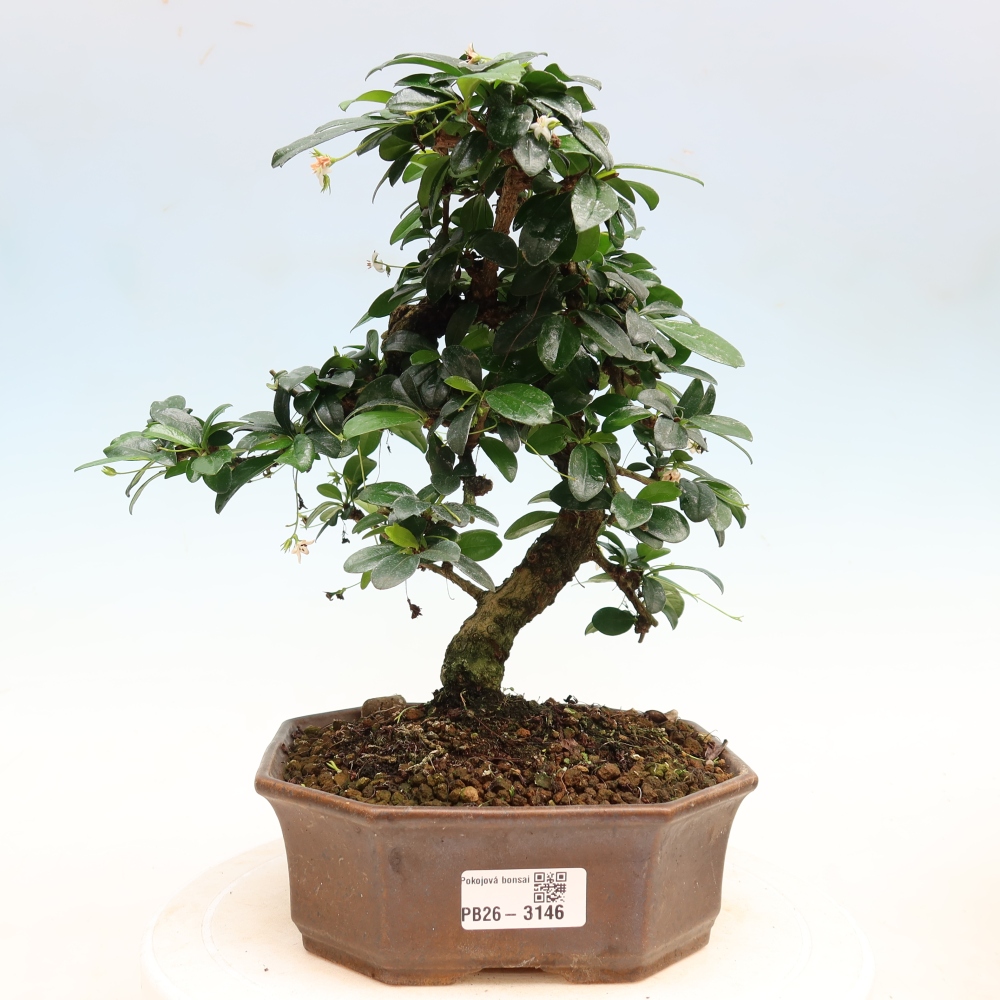 Zimmer-Bonsai - Carmona macrophylla - Tee-Fuki