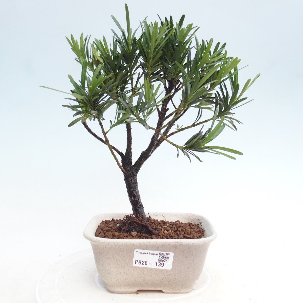 Zimmerbonsai - Podocarpus - Stein-Eibe