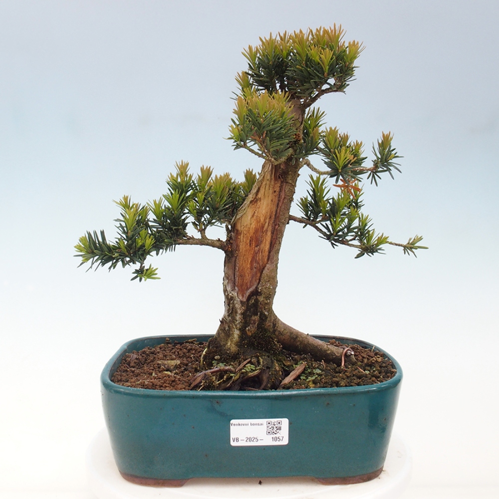 Bonsai für draußen - Taxus cuspidata - Japanische Eibe