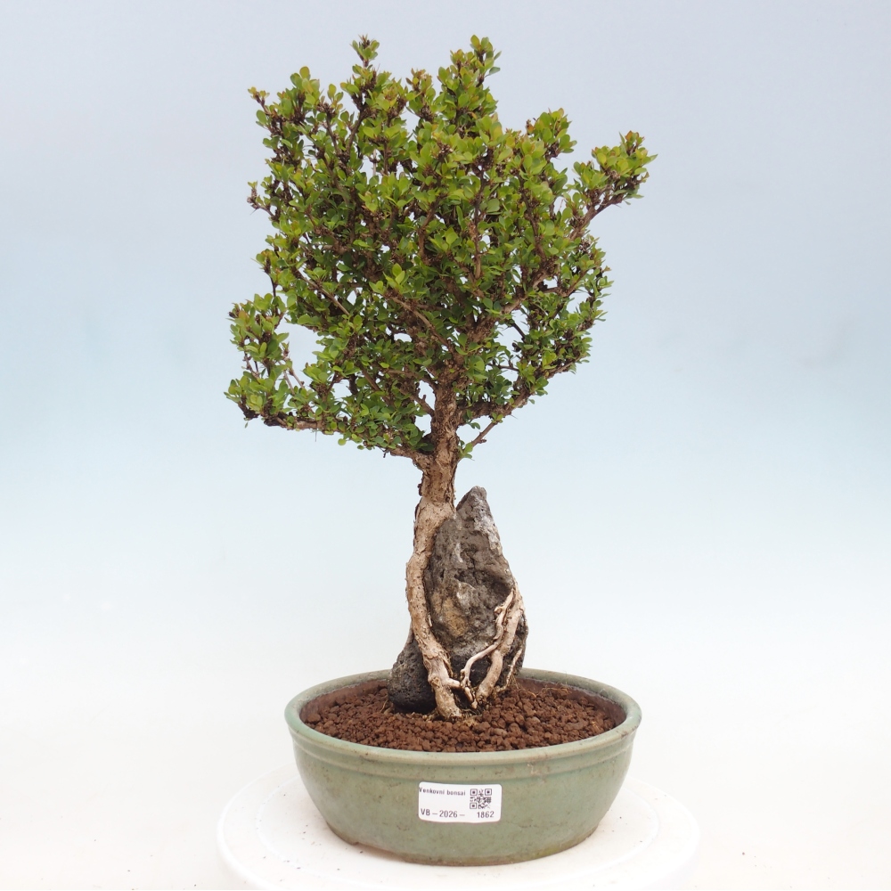 Bonsai für draußen - Berberis coreana