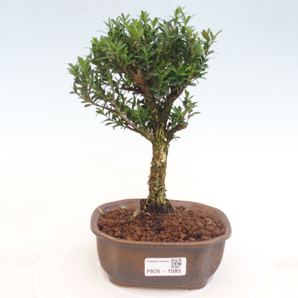 Zimmer Bonsai - Buxus harlandii - Korkbuxus