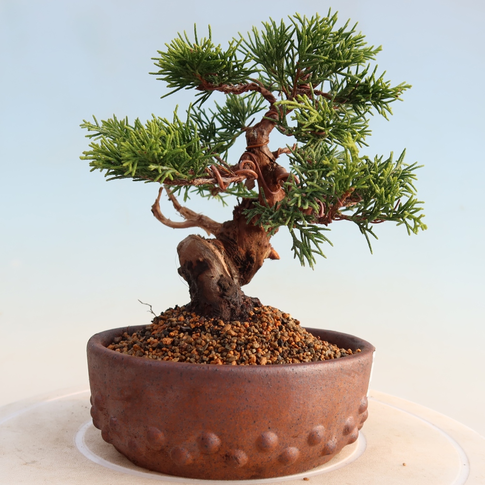 Bonsai für draußen - Juniperus chinensis Itoigawa