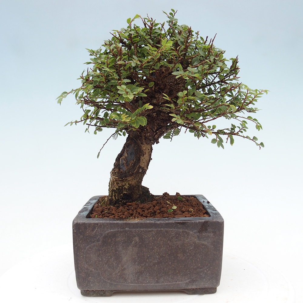 Bonsai für draußen - Ulmus parvifolia Hokkaido - Chinesische Ulme