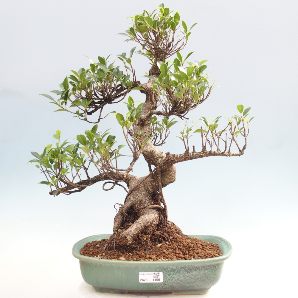 Zimmerbonsai - Ficus kimmen - Kleinblättriger Ficus