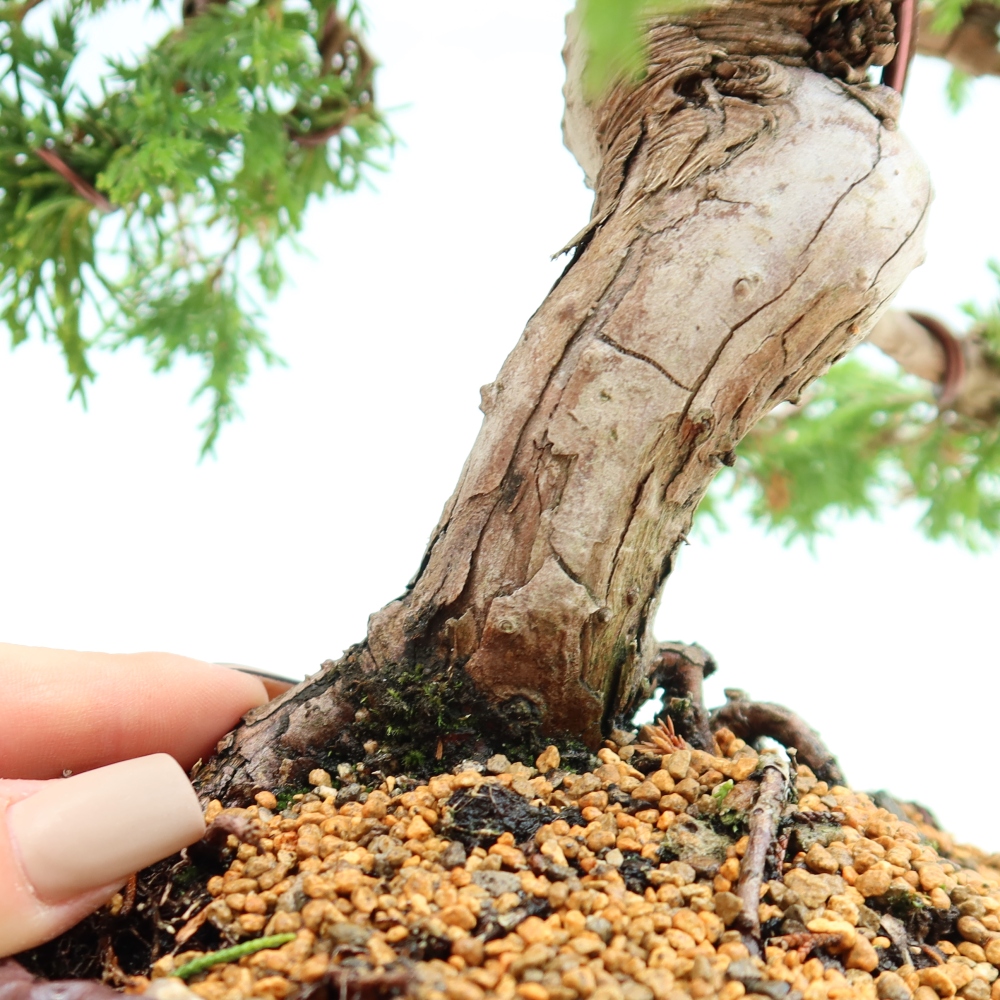 Bonsai für draußen - Juniperus chinensis Itoigawa-Juniperus chinensis