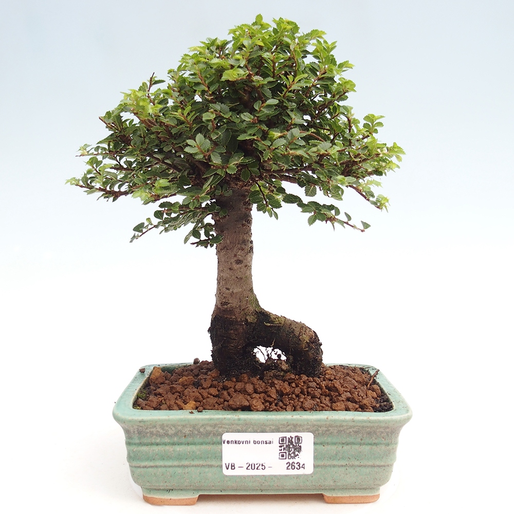 Bonsai für draußen - Ulmus parvifolia Hokkaido - Chinesische Ulme