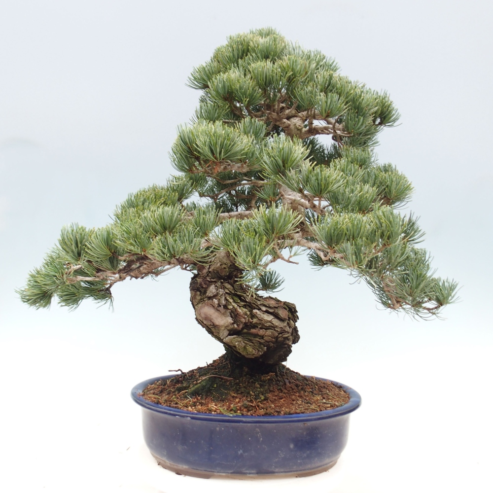 Bonsai für draußen - Pinus parviflora - Pinus parviflora