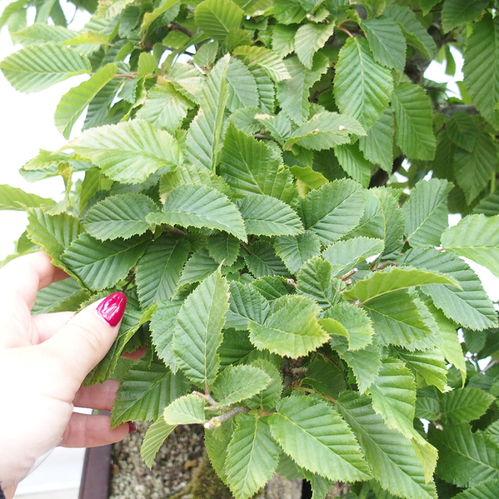 Bonsai für draußen - Hainbuche - Carpinus betulus