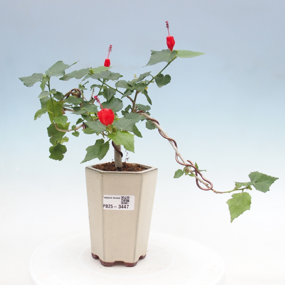 Zimmerbonsai - Malvaviscus arboreus