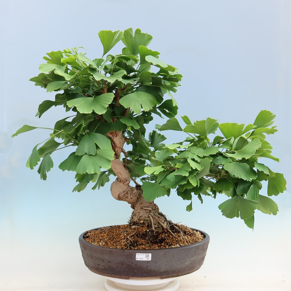 Bonsai für draußen - Ginkgo biloba - Ginkgo biloba
