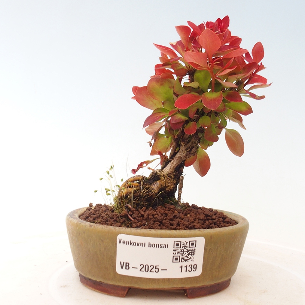 Bonsai für draußen - Berberis thunbergii Kobold