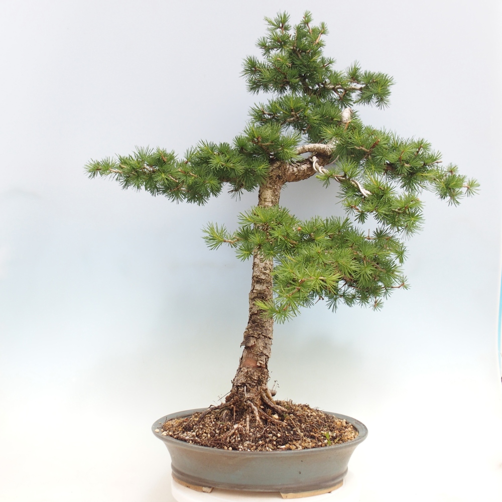 Bonsai für draußen -Larix decidua - Lärche