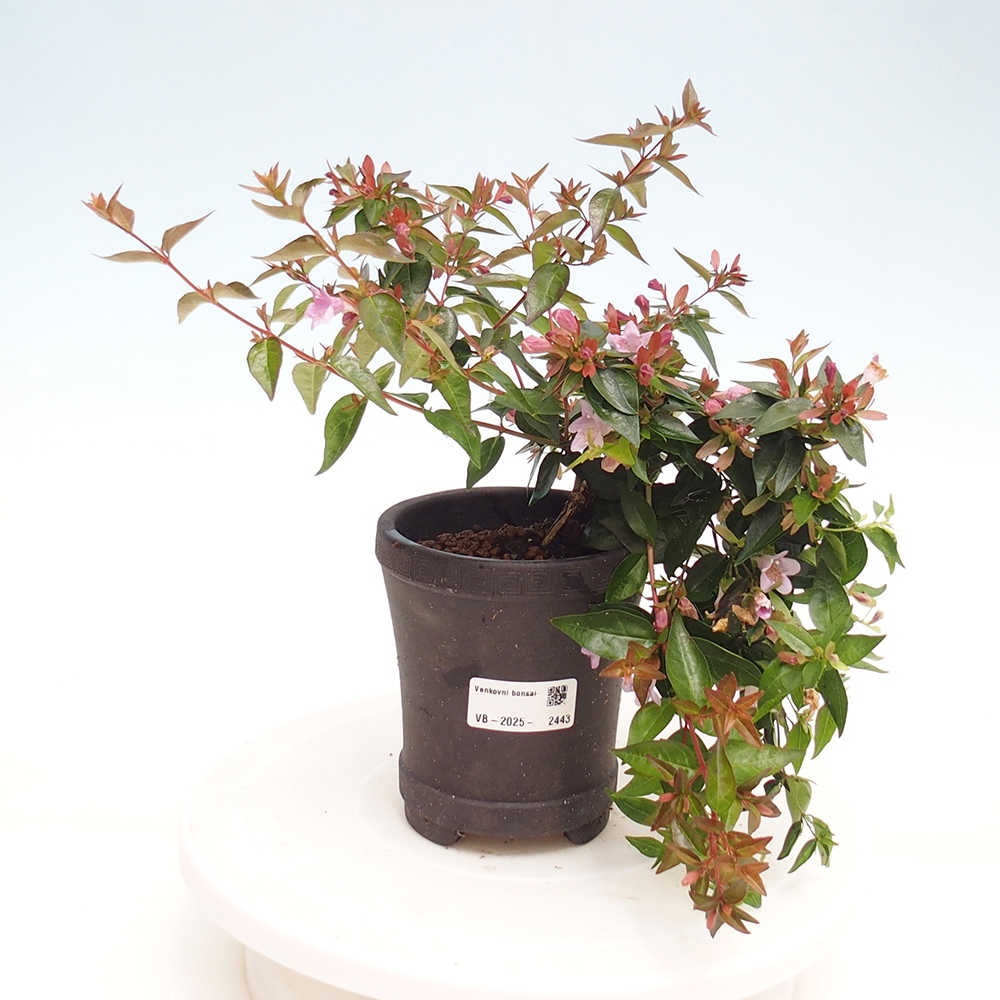 Bonsai für draußen - Abelia Grandiflora - Abelia grandiflora
