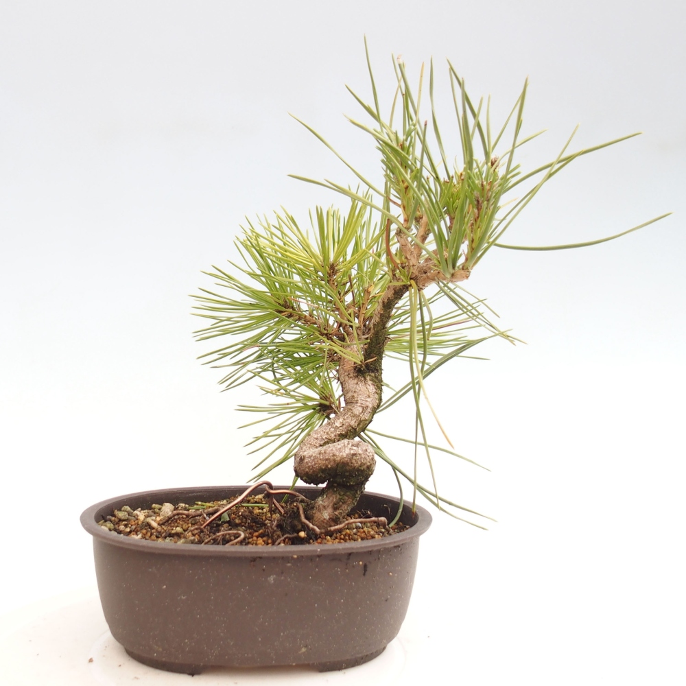 Bonsai für draußen - Pinus thunbergii - Thunberg-Kiefer