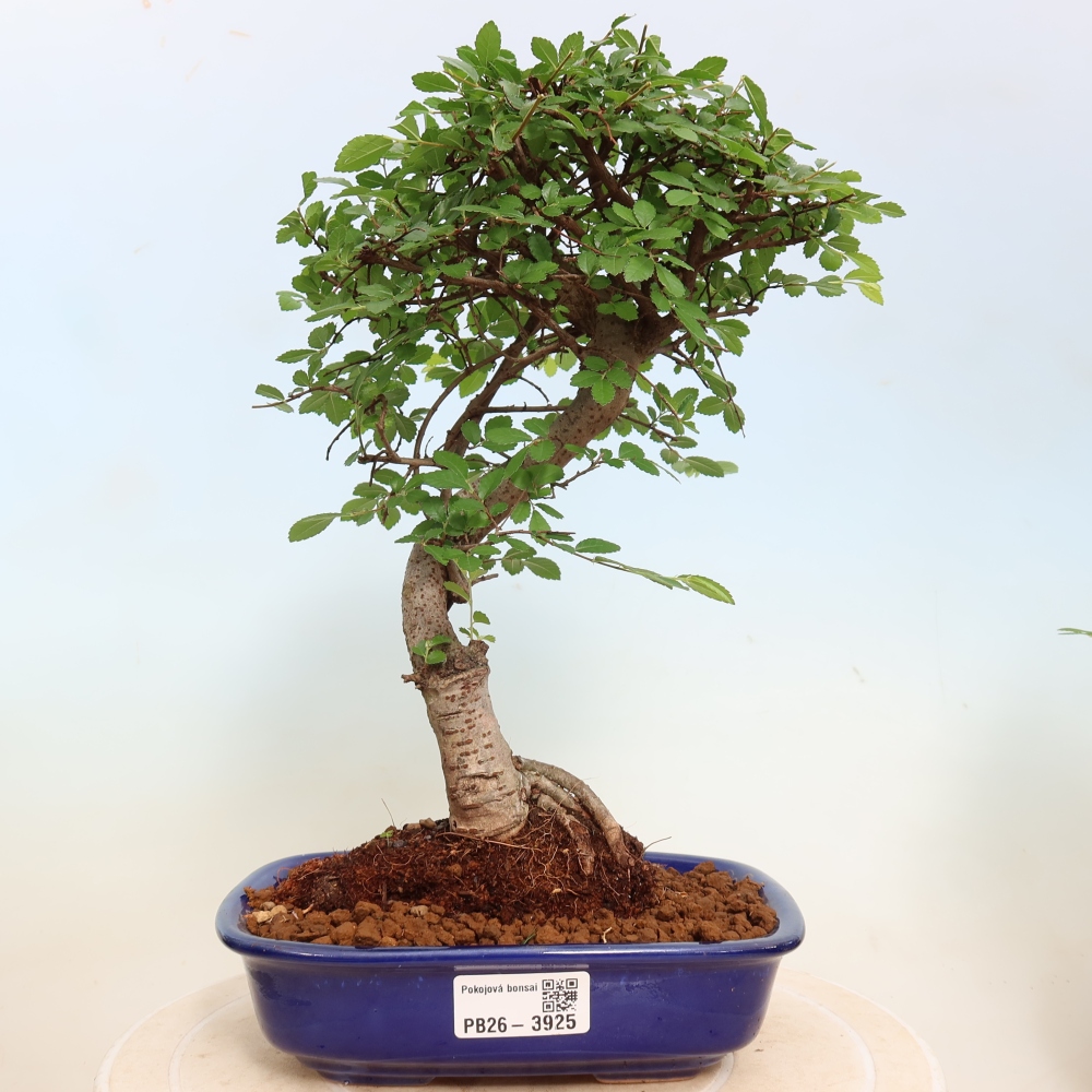 Zimmerbonsai - Ulmus parvifolia - Kleinblättrige Ulme