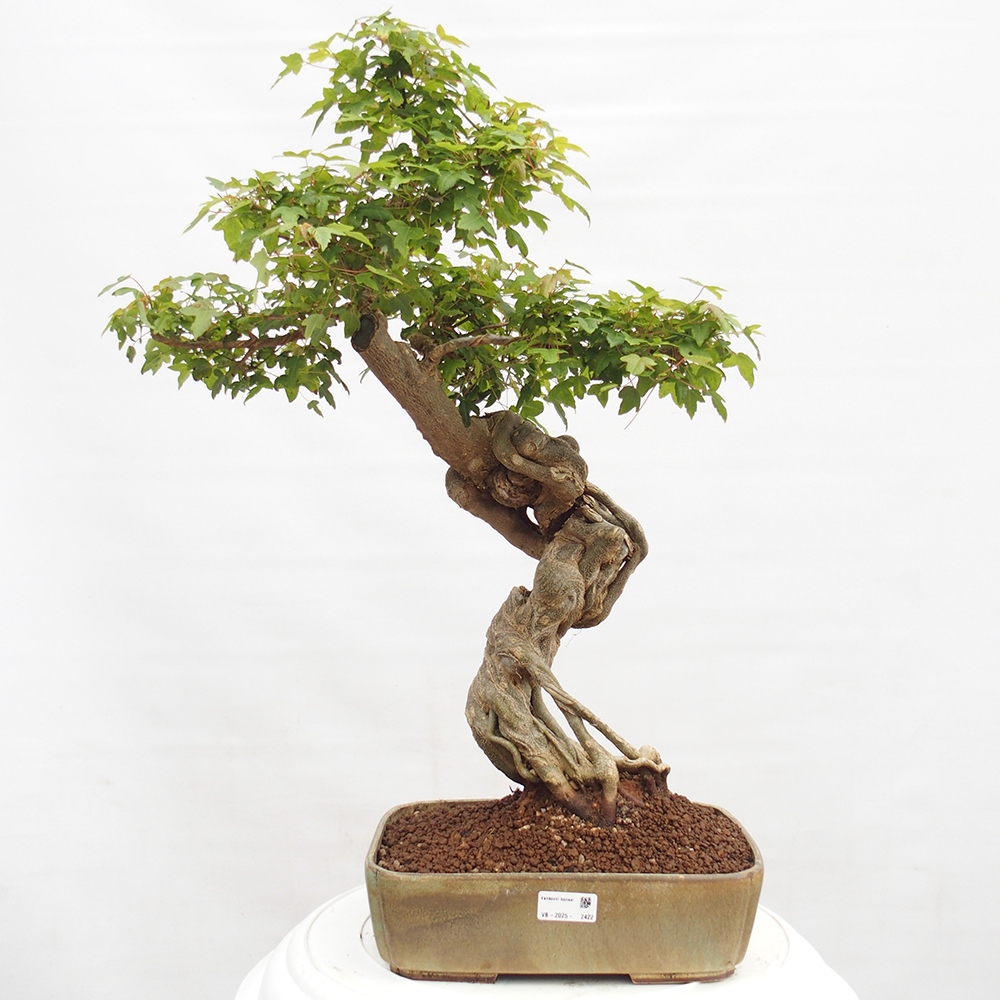 Bonsai für draußen - Acer Buergerianum - Bergahorn