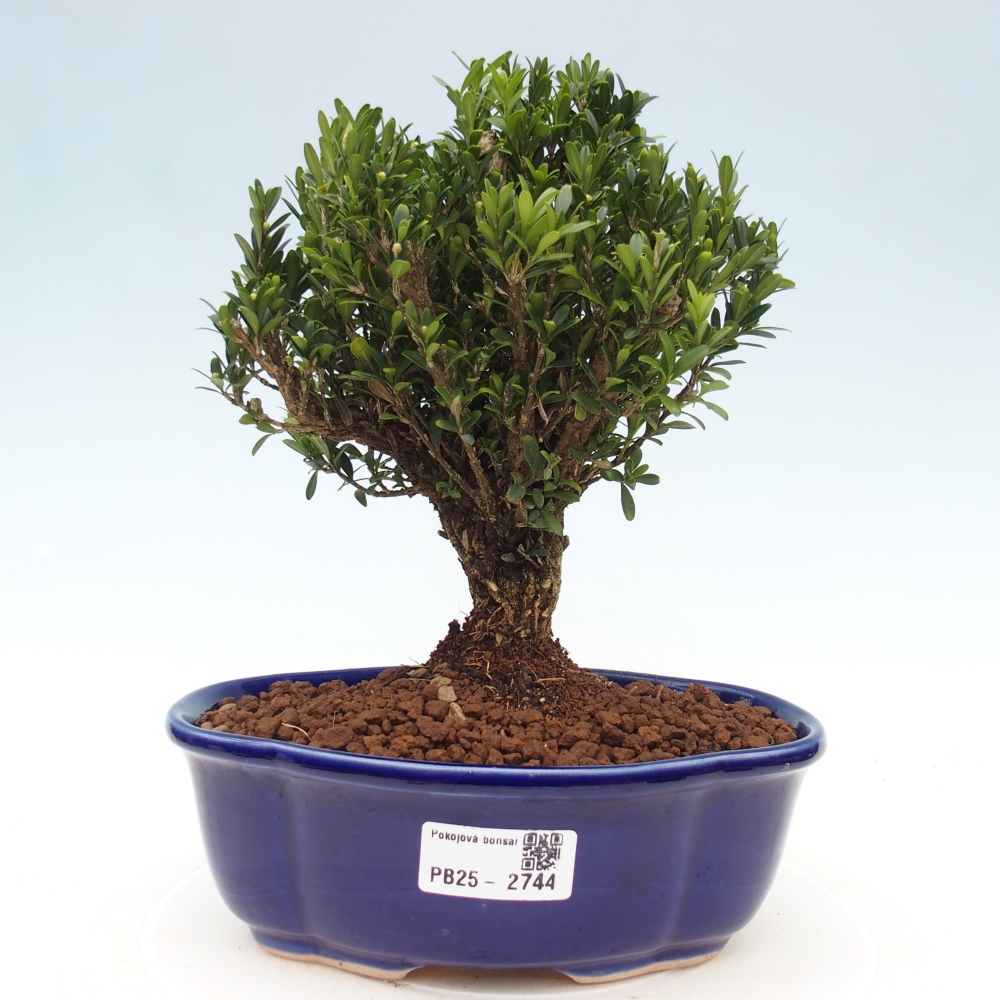 Zimmer Bonsai - Buxus harlandii - Korkbuxus