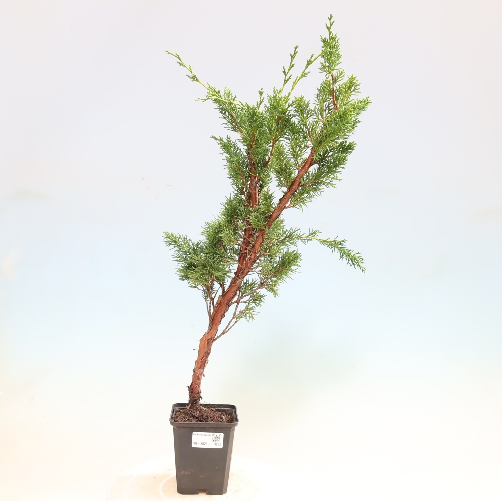 Bonsai für draußen - Juniperus chinensis Kishu