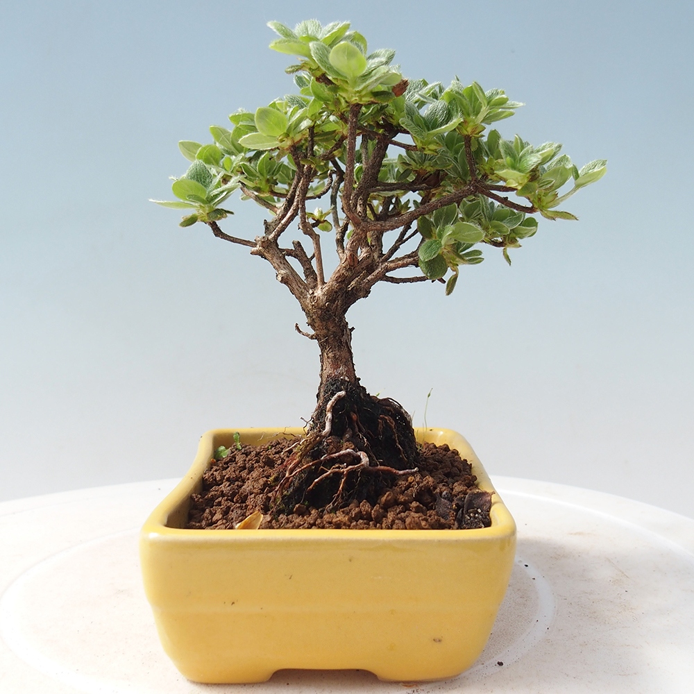 Bonsai für draußen - Rhododendron indicum - Japanische Azalee