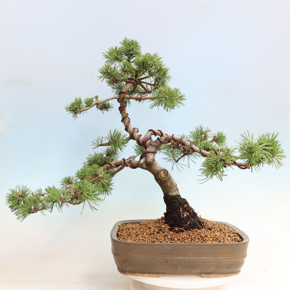 Bonsai für den Außenbereich – Pinus mugo Humpy – Zwergkiefer