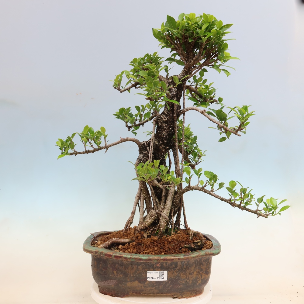 Zimmerbonsai - Ficus kimmen - Kleinblättriger Ficus