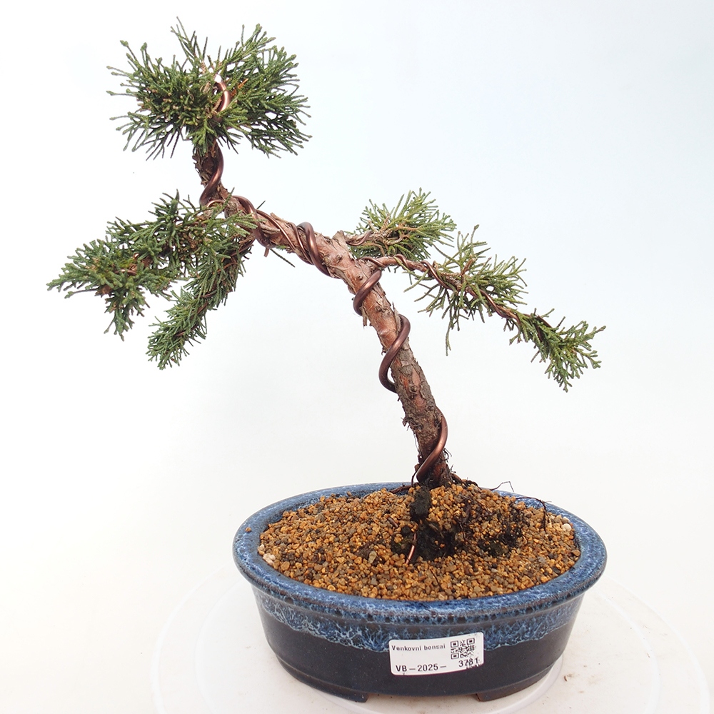 Bonsai für draußen - Juniperus chinensis Kishu