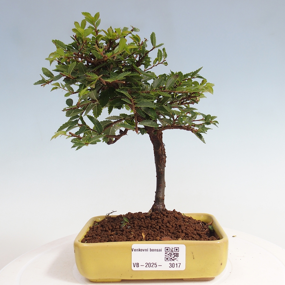 Bonsai für draußen - Ulmus parvifolia Sagei - Kleinblättrige Ulme