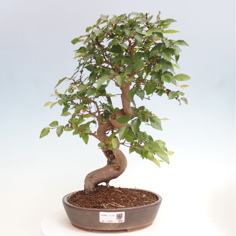 Bonsai für draußen -Carpinus CARPINOIDES - Koreanische Hainbuche