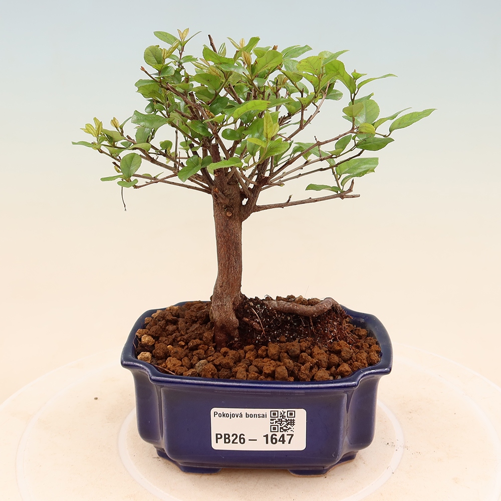 Zimmer Bonsai - Sageretia thea - Sageretia thea