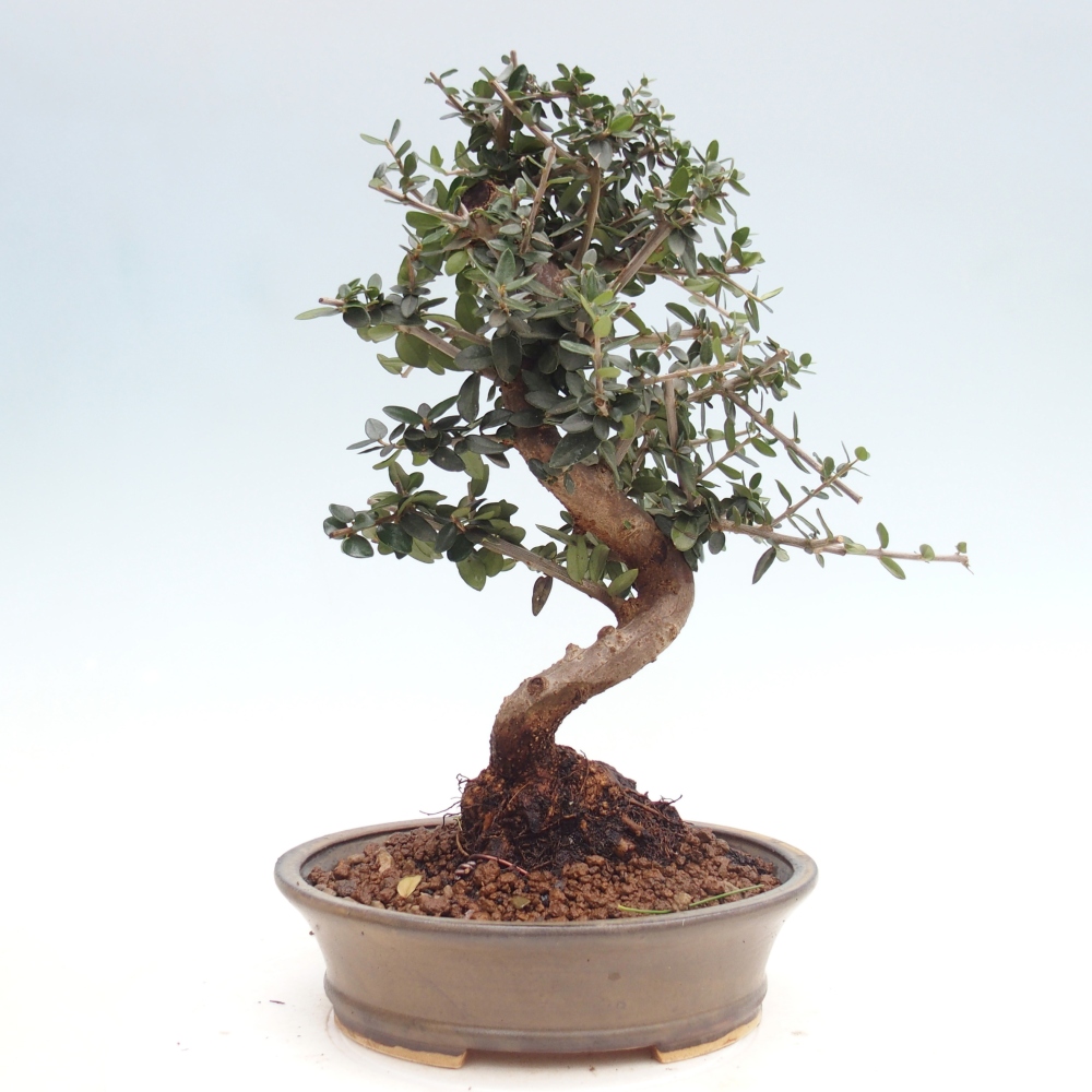 Zimmerbonsai - Olea europaea sylvestris