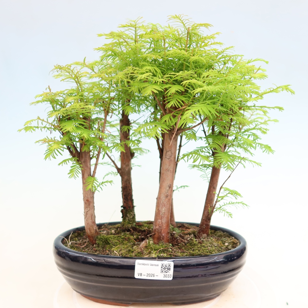 Bonsai für den Außenbereich – Metasequoia glyptostroboides – Chinesische Metasequoia – Wäldchen