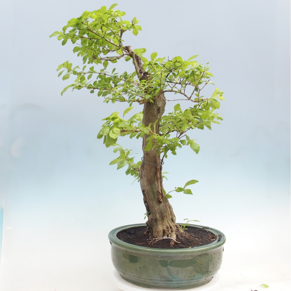Zimmerbonsai - Duranta erecta Aurea - NUR PERSÖNLICHE ABHOLUNG oder Palettentransport