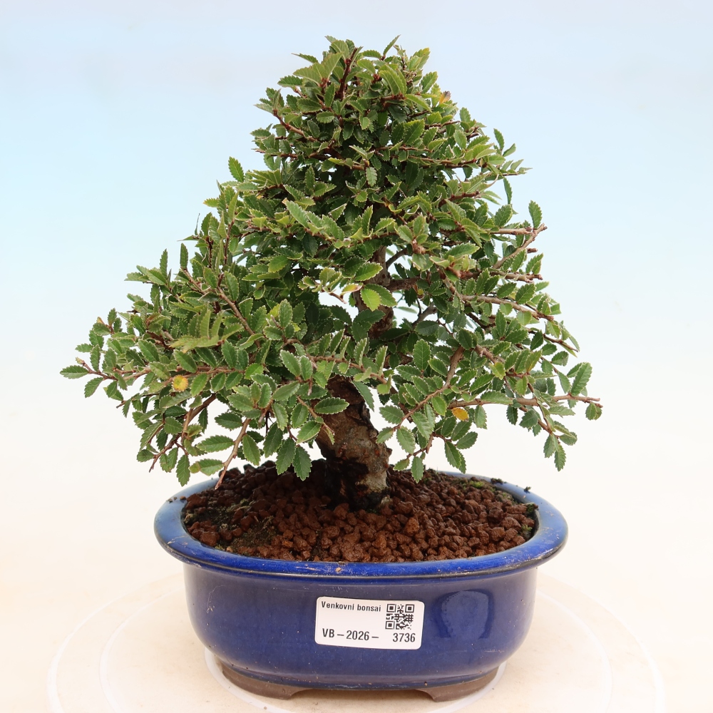 Bonsai für draußen - Zelkova - Zelkova NIRE