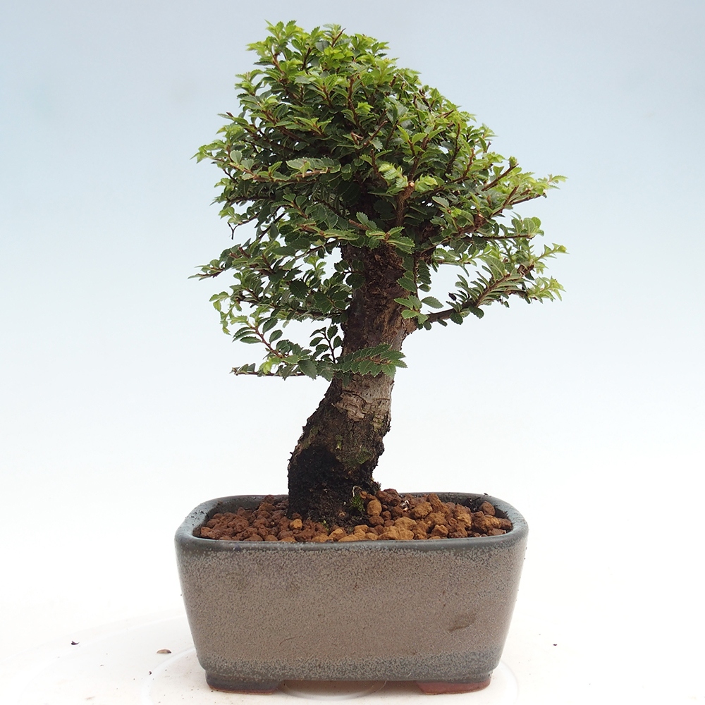 Bonsai für draußen - Ulmus parvifolia Hokkaido - Chinesische Ulme