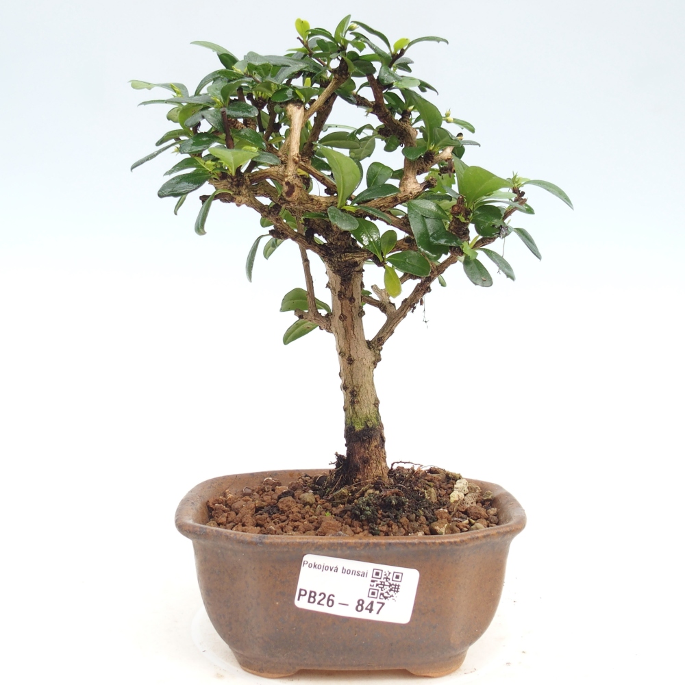 Zimmer-Bonsai - Carmona macrophylla - Tee-Fuki