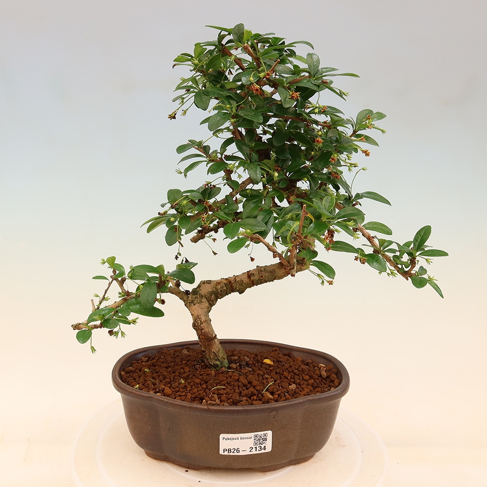 Zimmer-Bonsai - Carmona macrophylla - Tee-Fuki