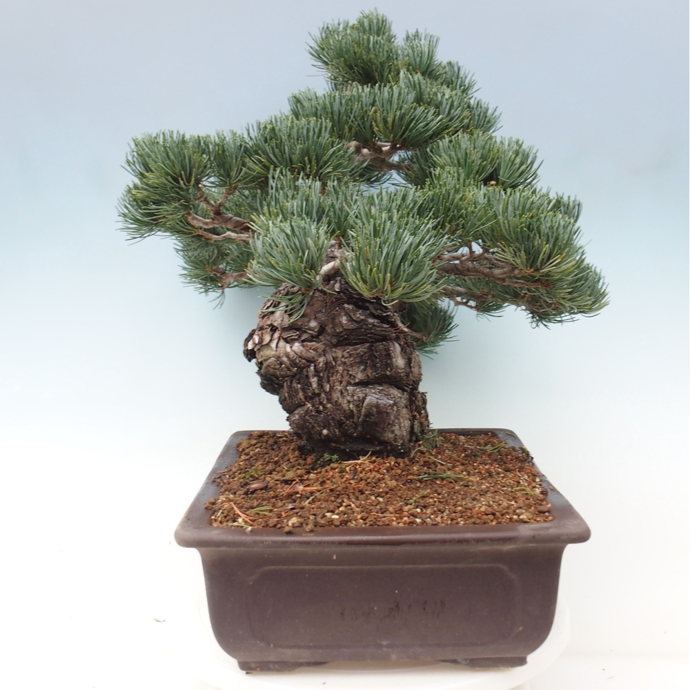Bonsai für draußen - Pinus parviflora - Pinus parviflora