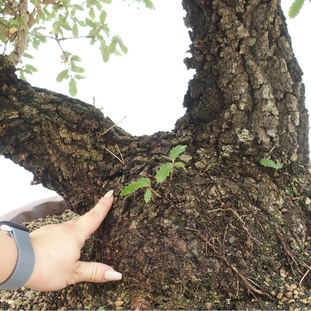 Yamadori - Quercus Ilex - Eichenstechpalme