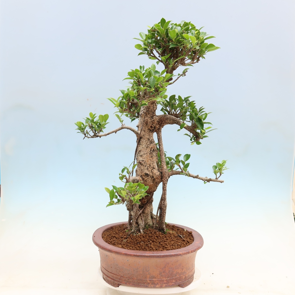 Zimmerbonsai - Ficus kimmen - Kleinblättriger Ficus