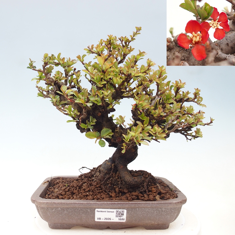Bonsai für draußen - Chaneomeles speciosa - Quitte