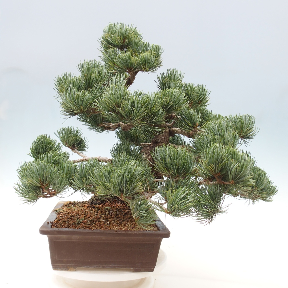 Bonsai für draußen - Pinus parviflora - Pinus parviflora