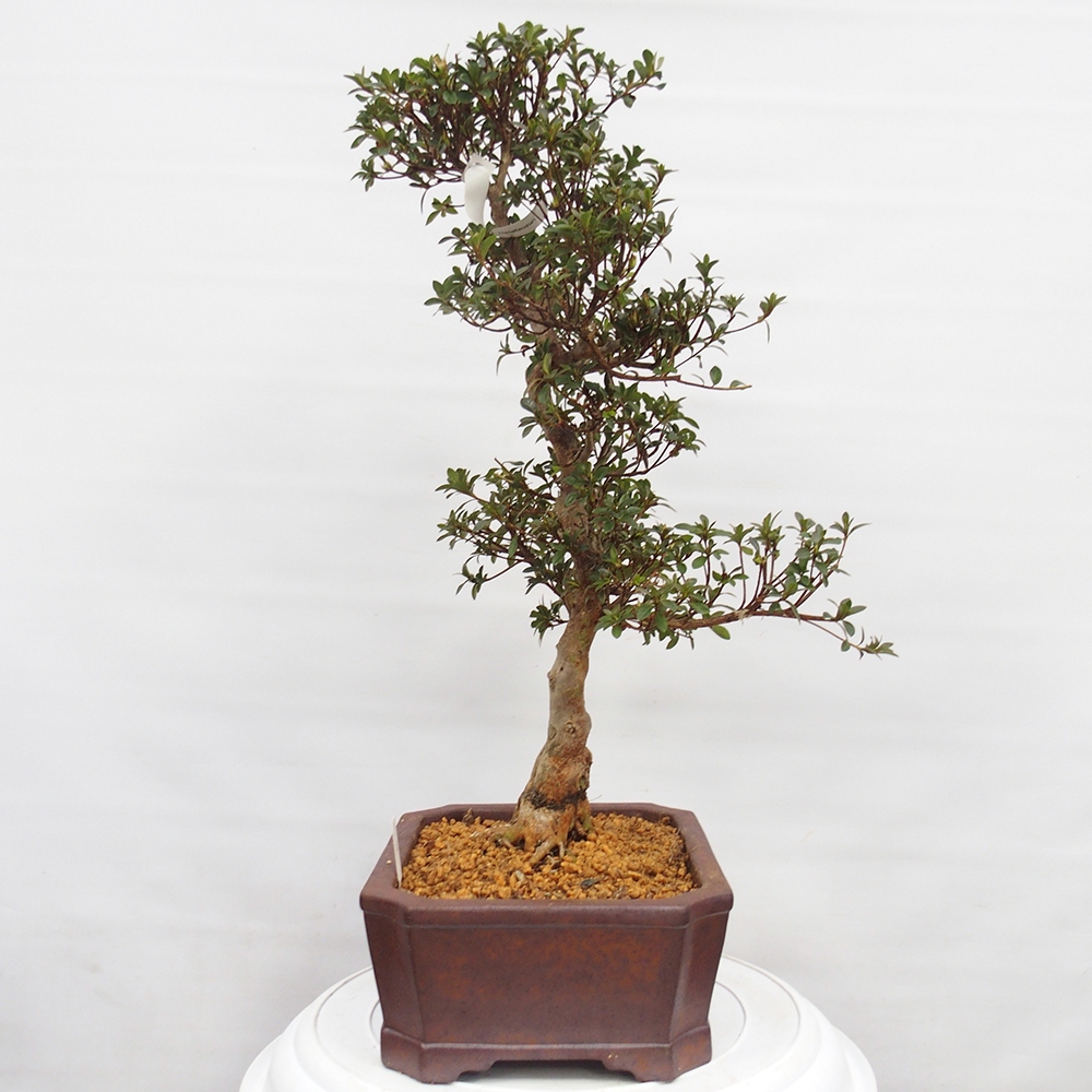 Bonsai für draußen - Japanische Azalee - Azalee Hanatsuzuri