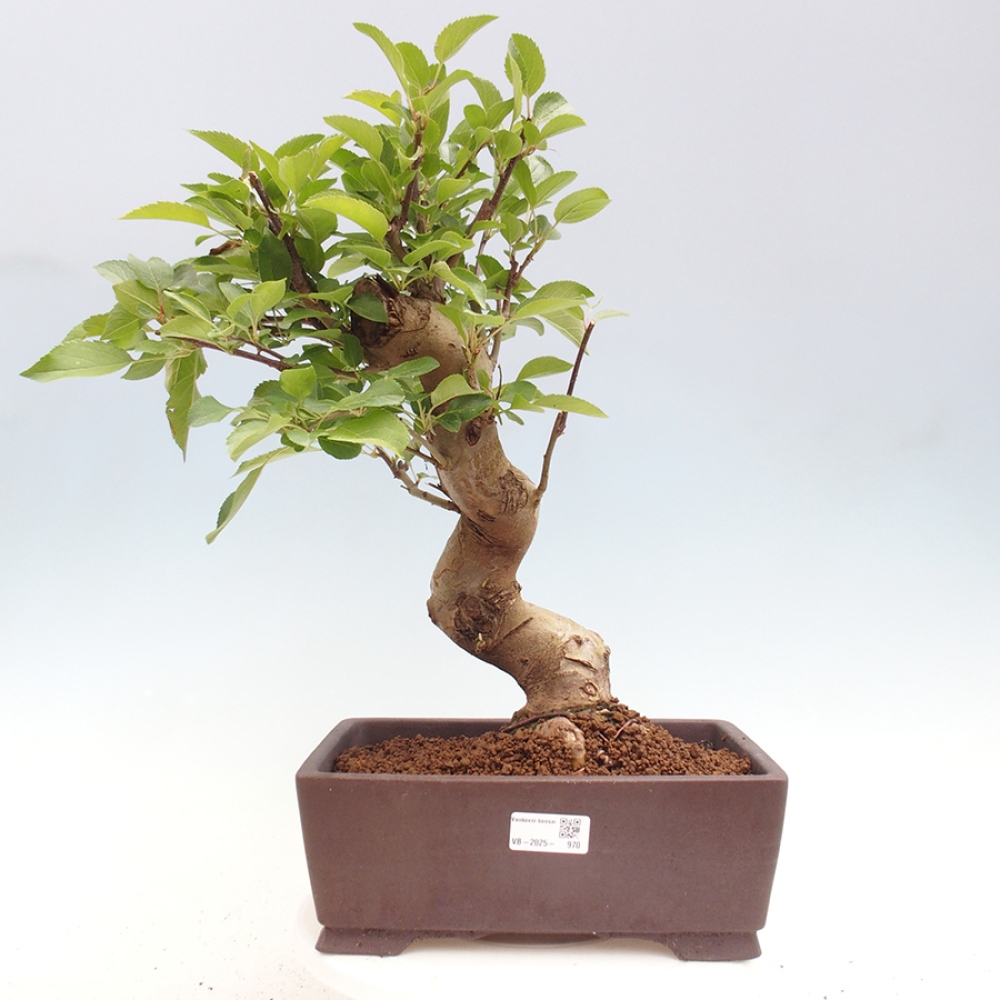 Outdoor-Bonsai -Malus halliana - Kleinfrüchtiger Apfelbaum