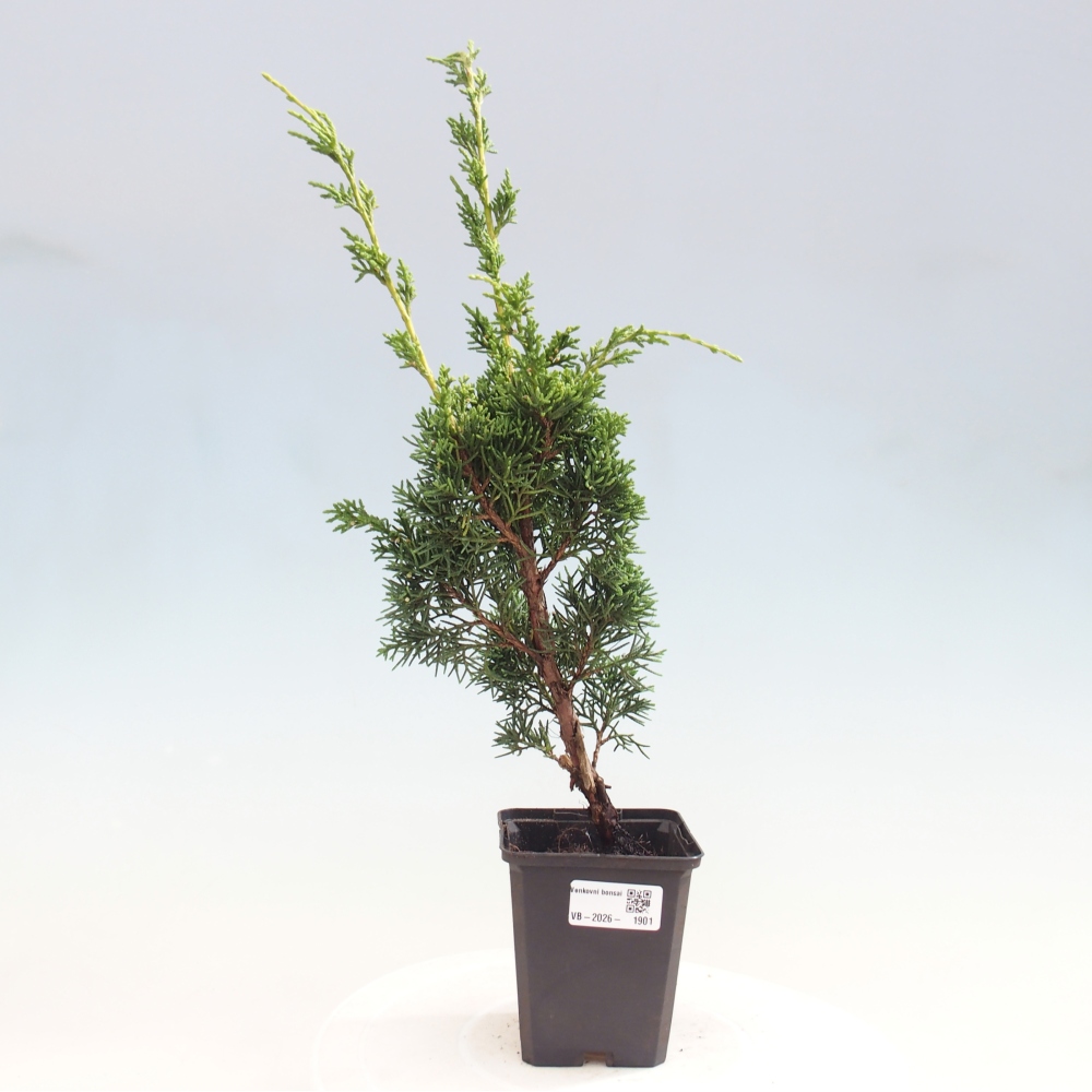 Bonsai für draußen - Juniperus chinensis Kishu
